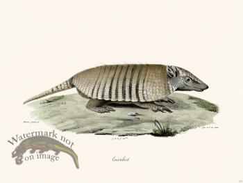 Cuvier 213 Armadillo